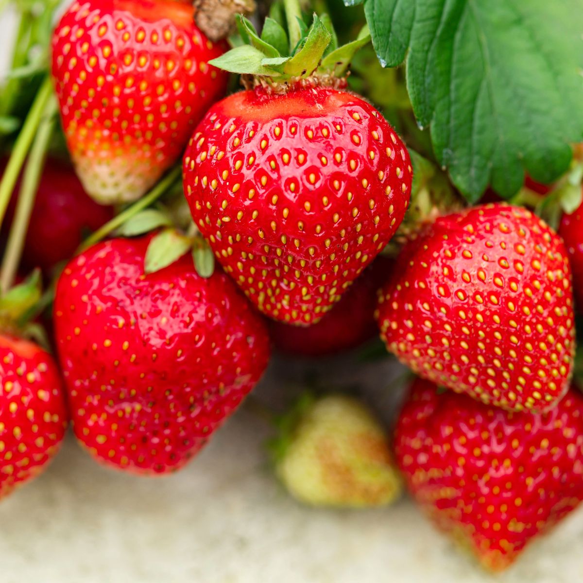 Fresh red strawberries